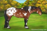 Horse Color:White Spotted Brown Blanket 