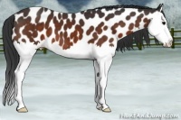 Horse Color:Brown Sabino Splash Appaloosa 
