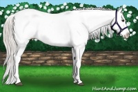 Horse Color:Silver Bay Roan Varnish Rabicano 