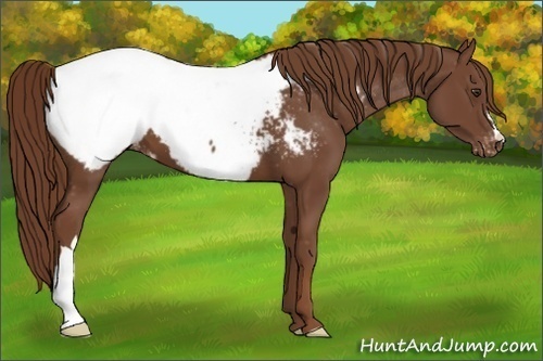 Horse Color:Chestnut Appaloosa