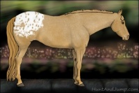 Horse Color:Chestnut Appaloosa 