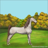 Horse Color:Classic Champagne Dun Varnish 