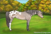 Horse Color:Brown Dun Appaloosa 