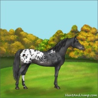 Horse Color:Black Appaloosa