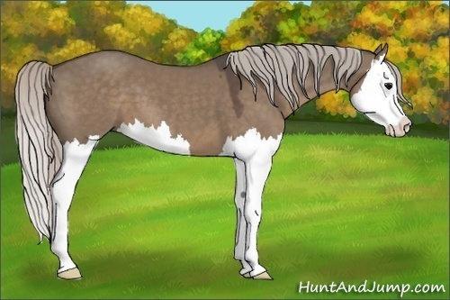 Horse Color:Silver Grullo Splash 