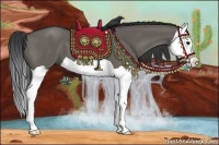 Horse Color:Grullo Splash 