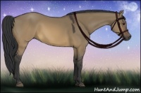 Horse Color:Buckskin Dun