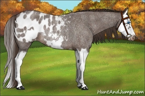 Horse Color:Liver Red Roan Splash Frame Appaloosa Rabicano 