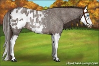 Horse Color:Liver Red Roan Splash Frame Appaloosa Rabicano 