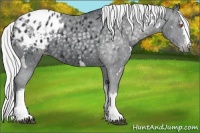 Horse Color:White Spotted Silver Black Chinchilla Appaloosa Rabicano 