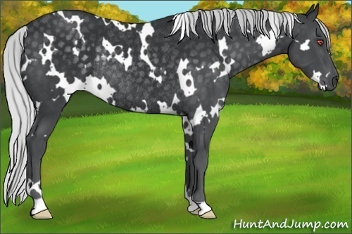 Horse Color:White Spotted Silver Black Chinchilla Rabicano