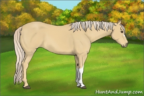Horse Color:Unknown 
