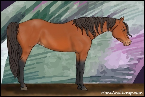 Horse Color:Bay Appaloosa 