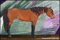 Horse Color:Bay Varnish