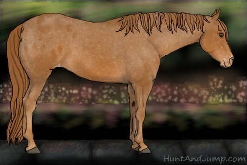 Horse Color:Chestnut Appaloosa 