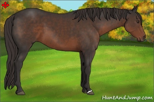 Horse Color:Liver Chestnut 