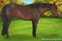 Horse Color:Liver Chestnut 