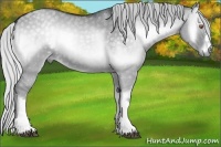 Horse Color:Silver Grullo Chinchilla Onyx 