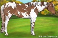 Horse Color:White Spotted Chestnut