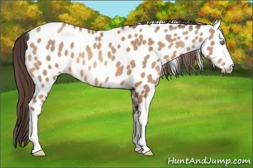 Horse Color:Sable Champagne Leopard 