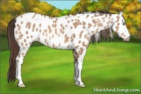 Horse Color:Sable Champagne Leopard 
