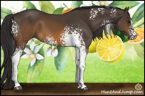 Horse Color:White Spotted Buckskin Sabino