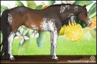 Horse Color:White Spotted Buckskin Sabino