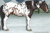 Horse Color:Brown Sabino Tobiano Near Leopard