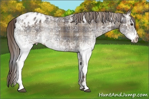 Horse Color:Plaid  White Spotted Liver Chestnut Ice Varnish Rabicano 