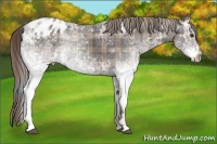 Horse Color:Plaid  White Spotted Liver Chestnut Ice Varnish Rabicano 