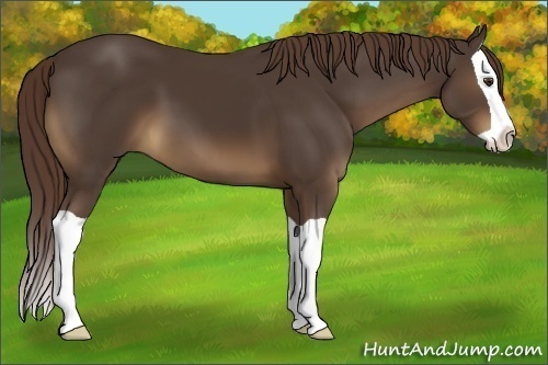 Horse Color:Liver Chestnut Splash 