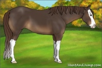 Horse Color:Liver Chestnut Splash