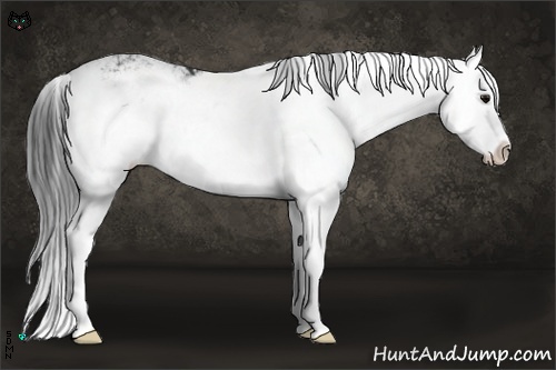 Horse Color:Black Sabino Splash 