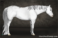 Horse Color:Black Sabino Splash