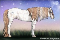 Horse Color:Plaid  Sable Cream Champagne Pearl Appaloosa 