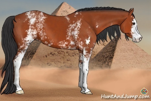 Horse Color:White Spotted Bay Sabino