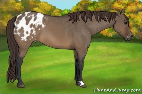 Horse Color:Brown Dun Appaloosa 