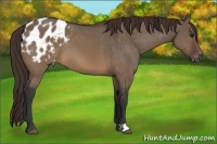 Horse Color:Brown Dun Appaloosa 