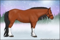 Horse Color:Bay 