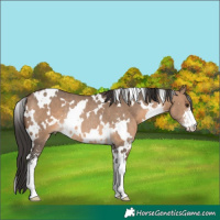 Horse Color:White Spotted Brown Dun Sabino Rabicano