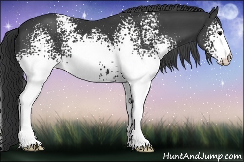Horse Color:White Spotted Black 
