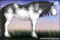 Horse Color:White Spotted Black 