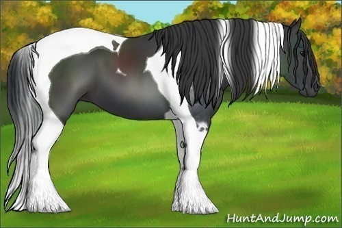 Horse Color:Black Tobiano 