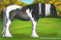 Horse Color:Black Tobiano 