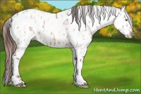 Horse Color:Amber Champagne Roan Appaloosa  and Amber Champagne Roan Appaloosa 