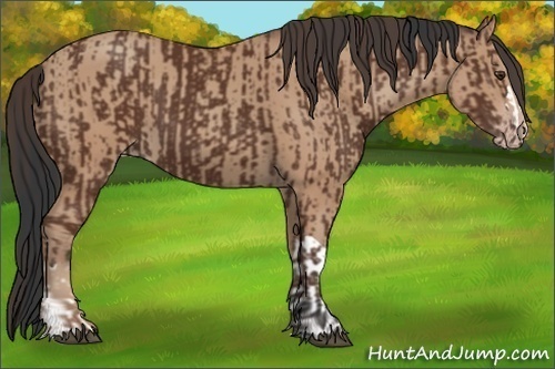 Horse Color:Bay  and Amber Champagne 