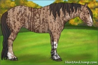 Horse Color:Bay  and Amber Champagne 