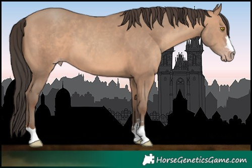 Horse Color:Amber Champagne 