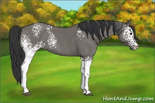 Horse Color:White Spotted Grullo Roan Rabicano 