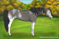 Horse Color:White Spotted Grullo Roan Rabicano 